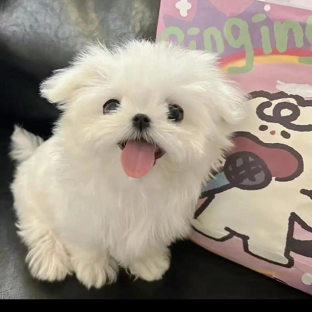 小杨🐏肖恩（见过队长版