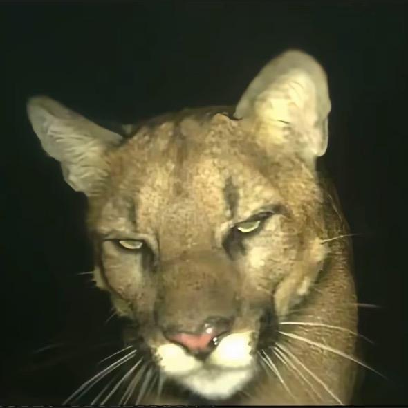 走路被螞蟻絆倒