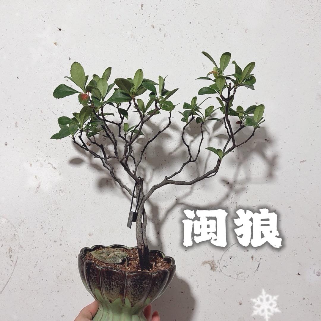 闽狼