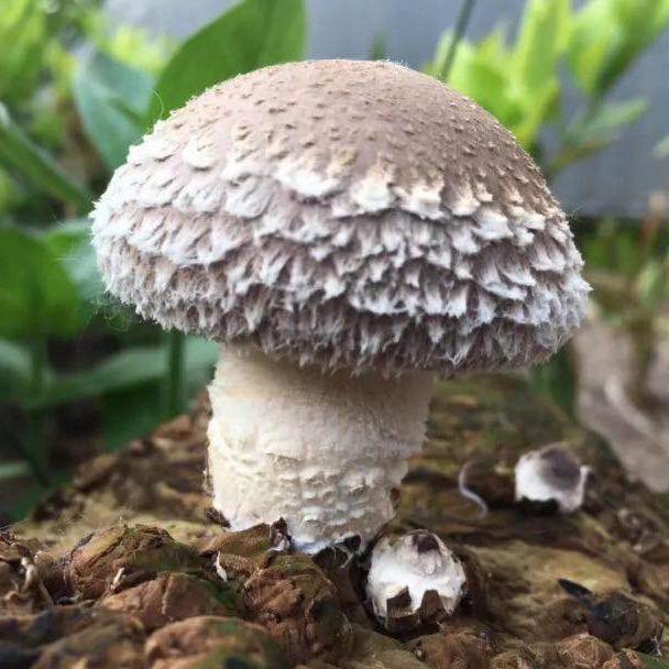 沂蒙大苏个体店