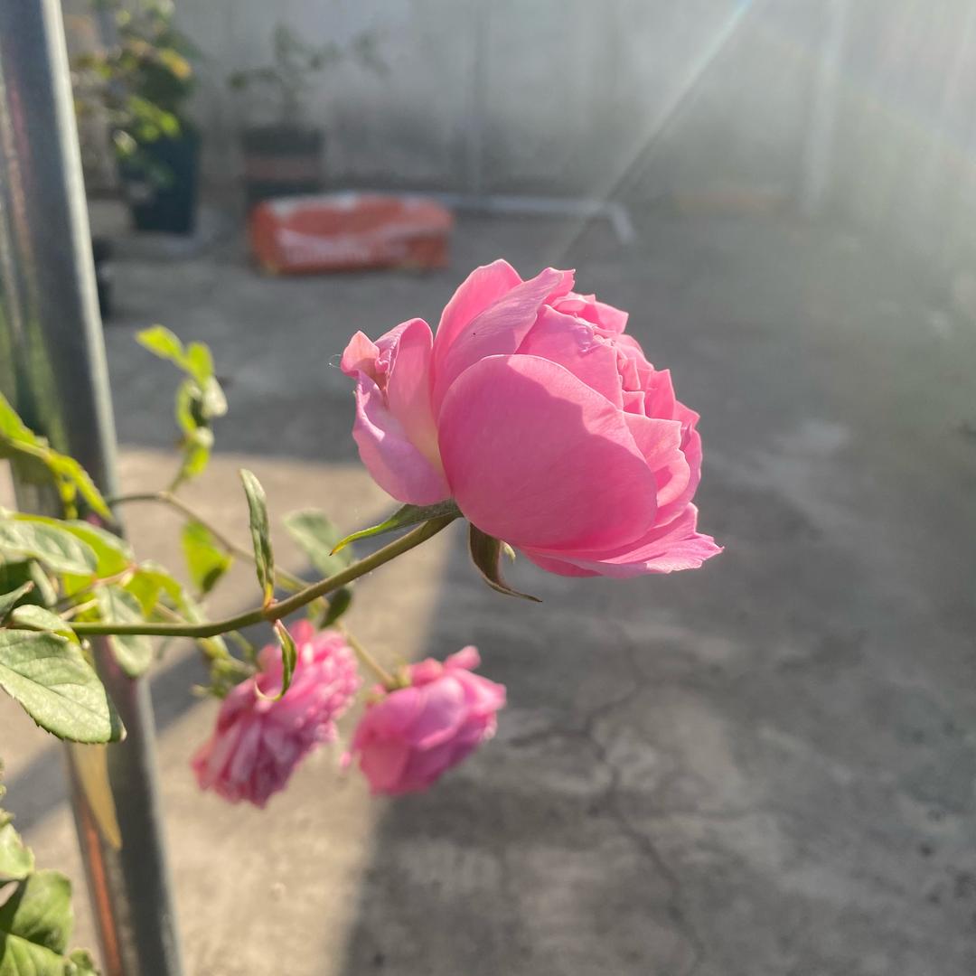 西瓜的夏天