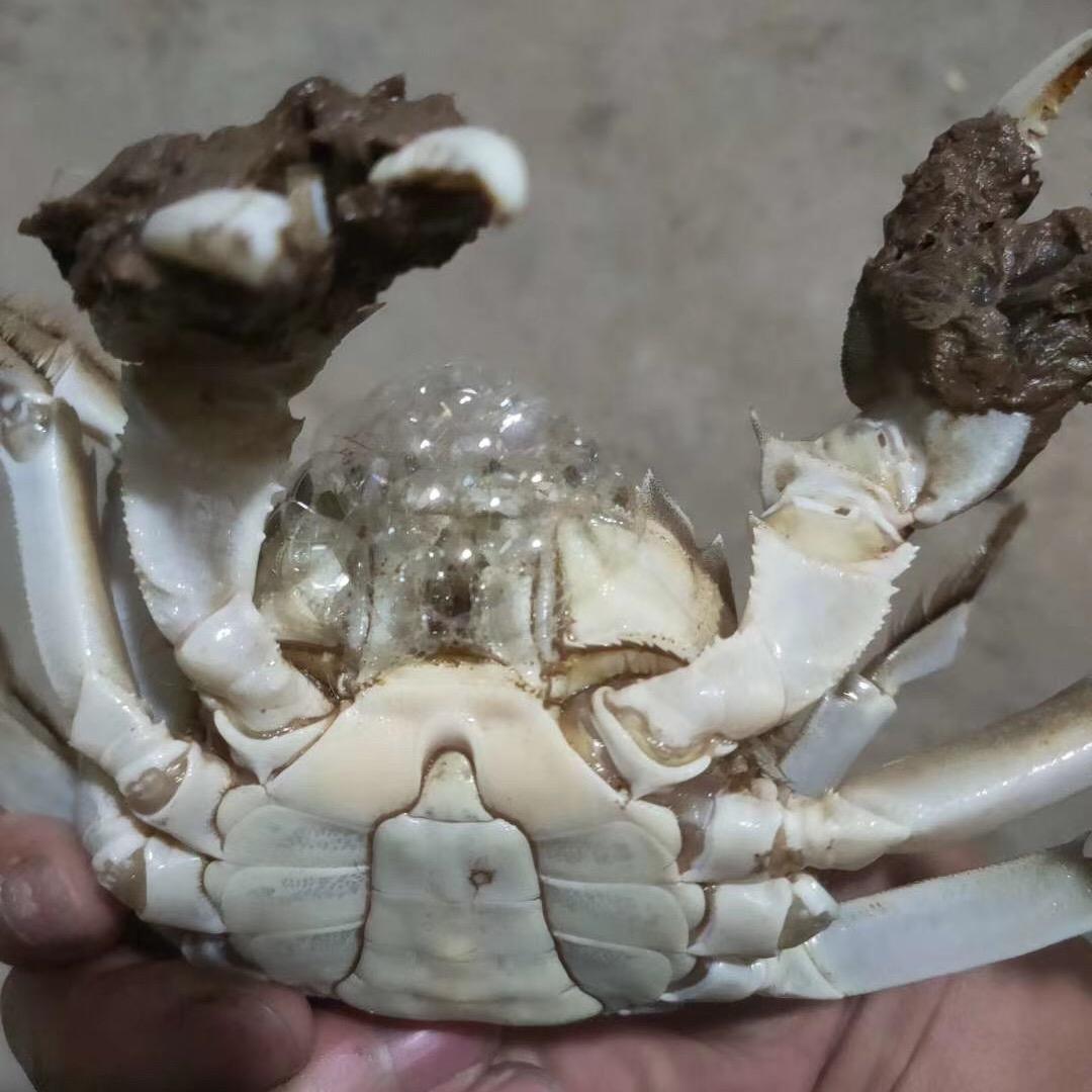 苏虾王(虾纵横)