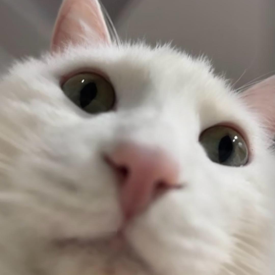 小猪爱吃木薯糊