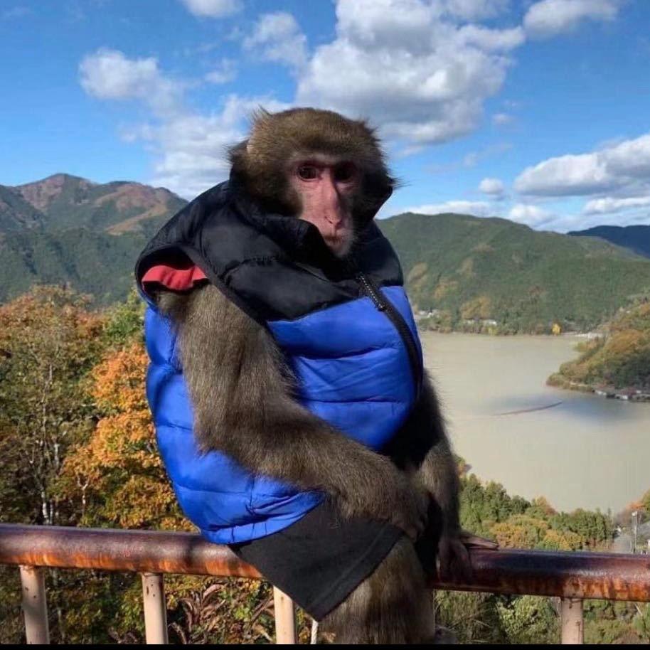 会打五步拳