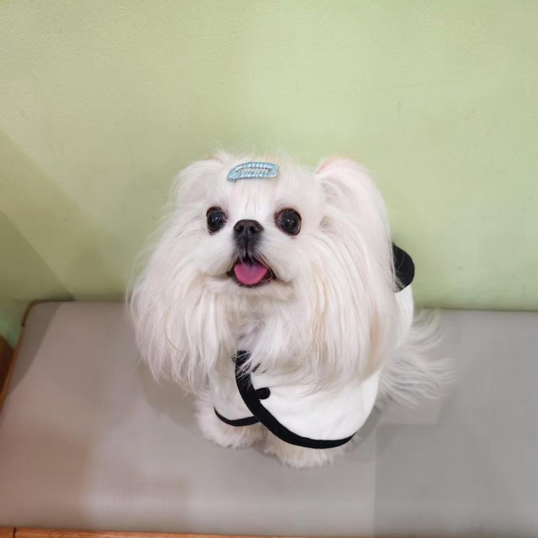 北郊的小狗们🎇