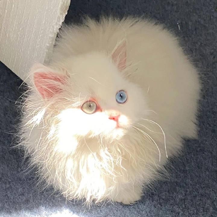 木子玲