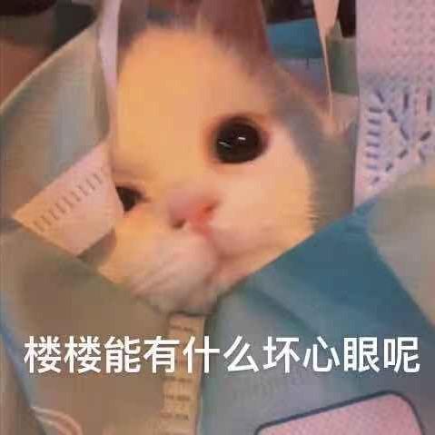 猫猫面包