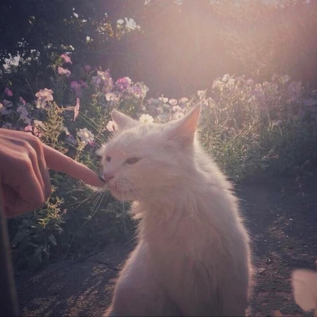 草莓萌萌