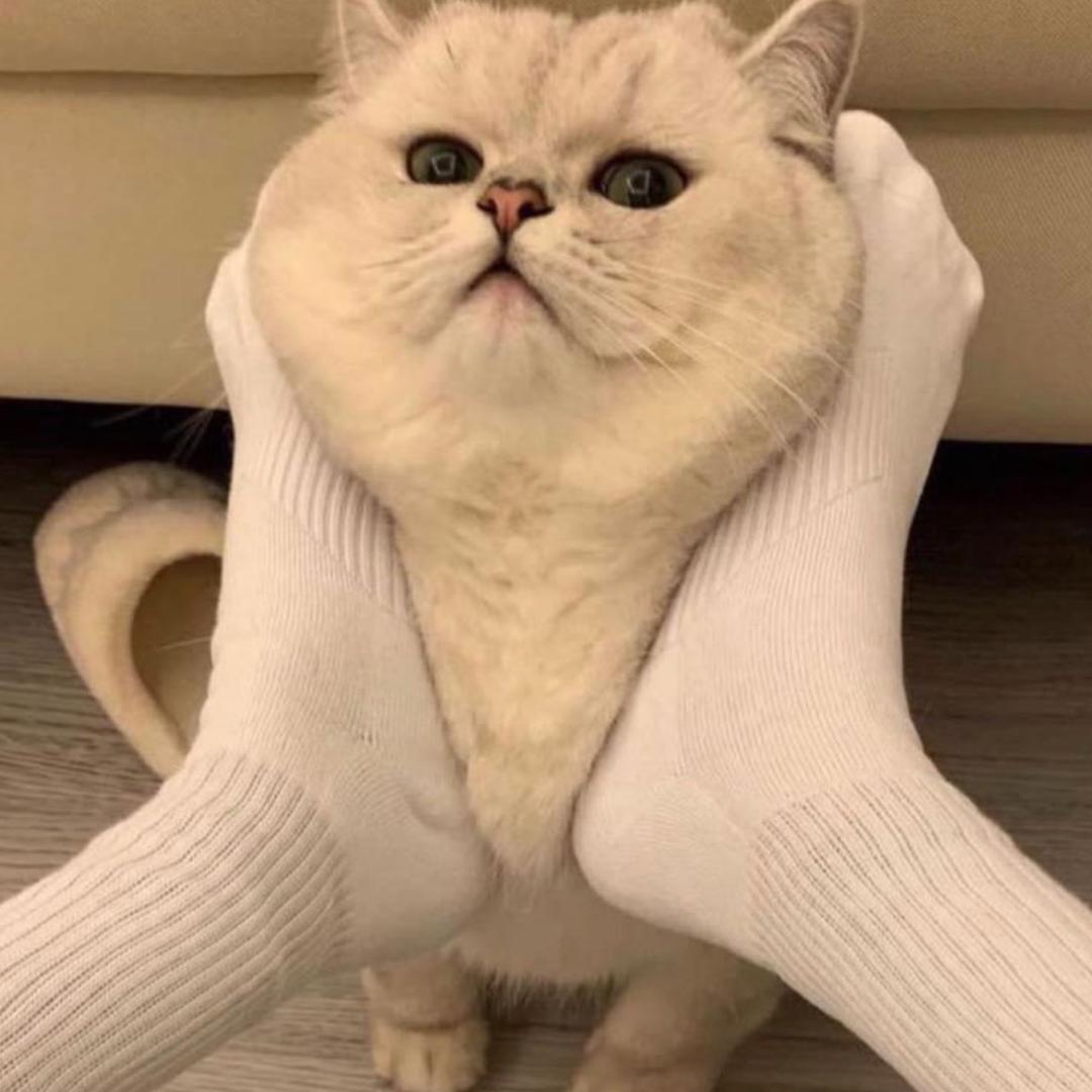 Amy 是只猫