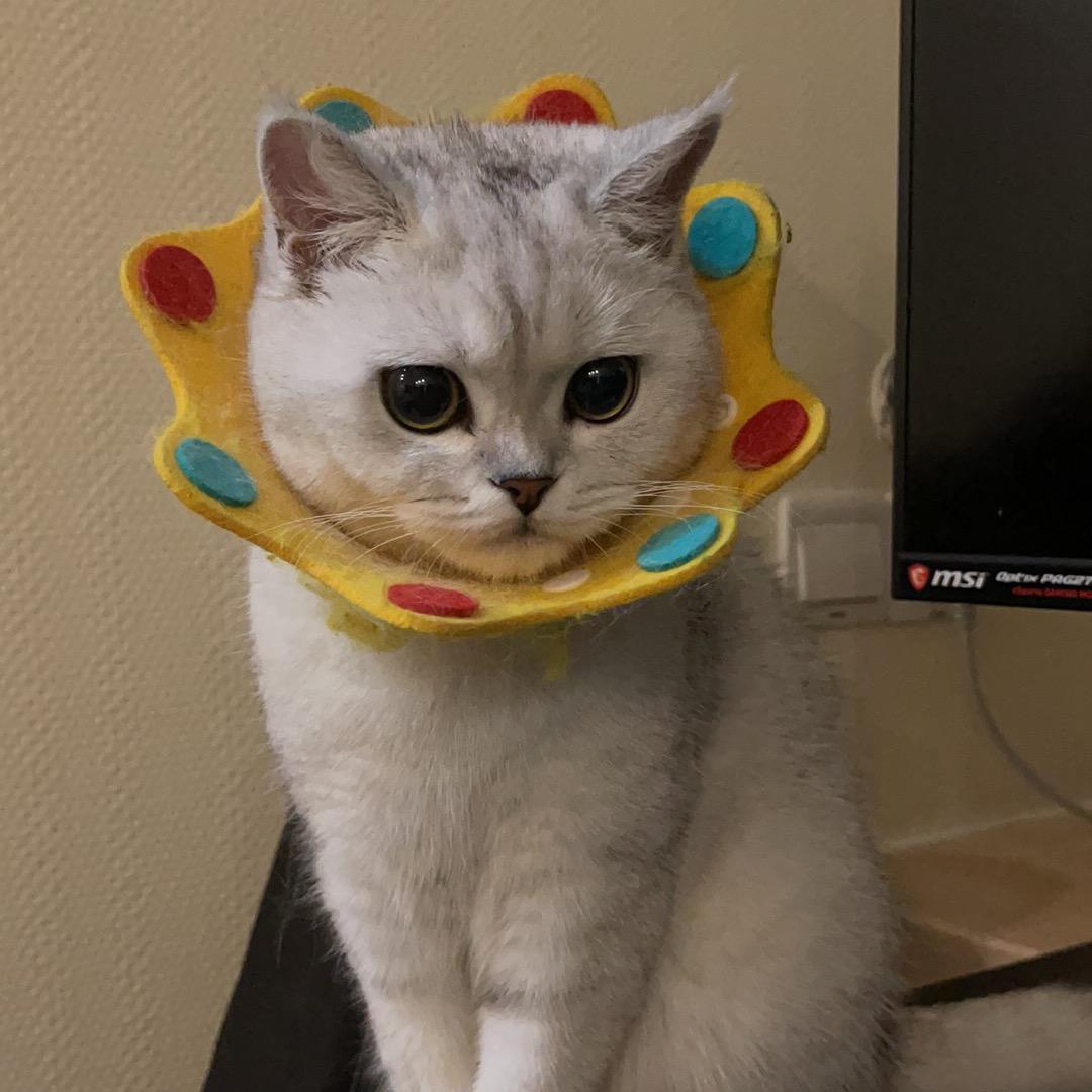 Nova
