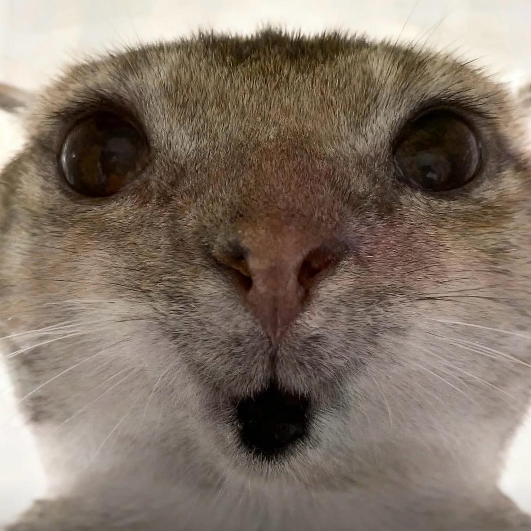 林北叫我派大星