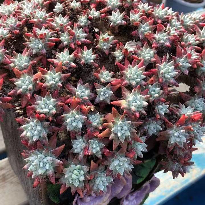怀远 钮钮多肉花卉种植基地