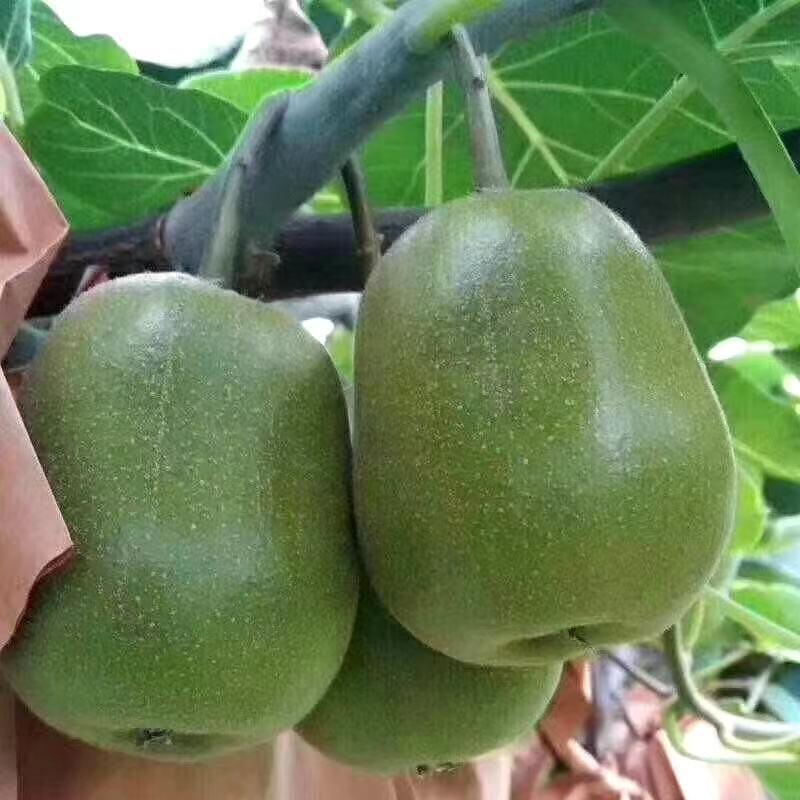 江乐果水果蔬菜旗舰店