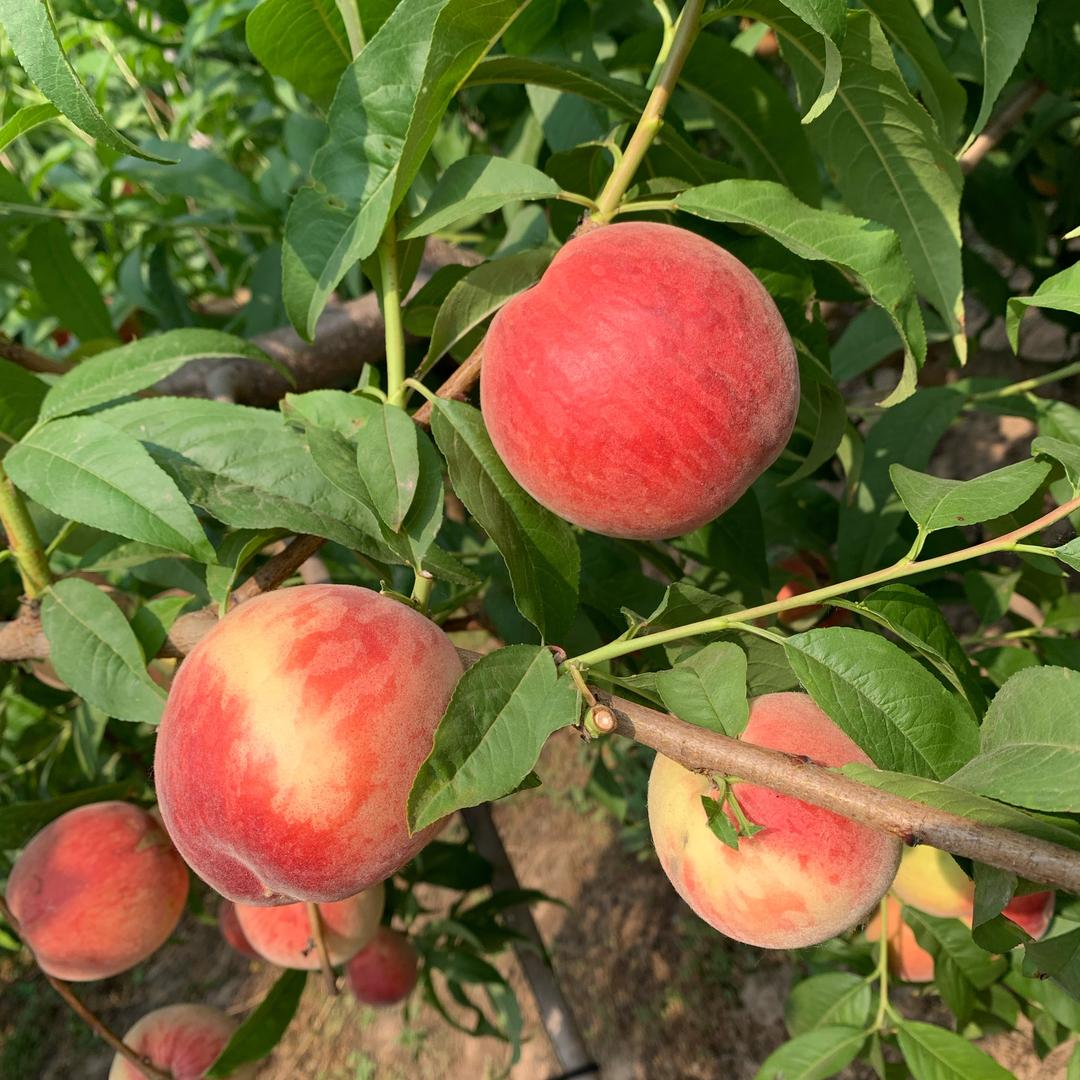 佰佳源（蟠露）