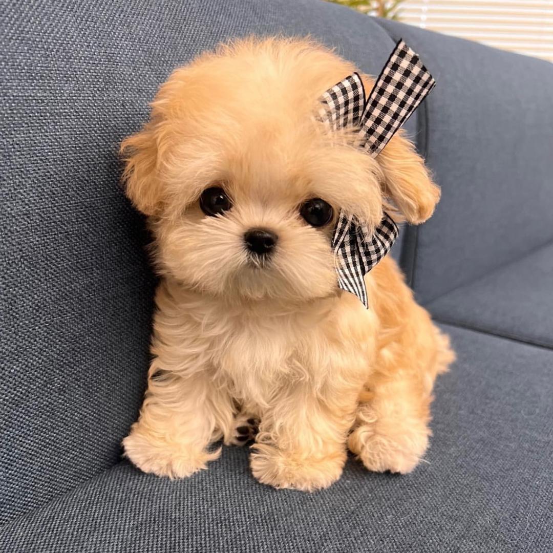 💗sweetpuppy💗