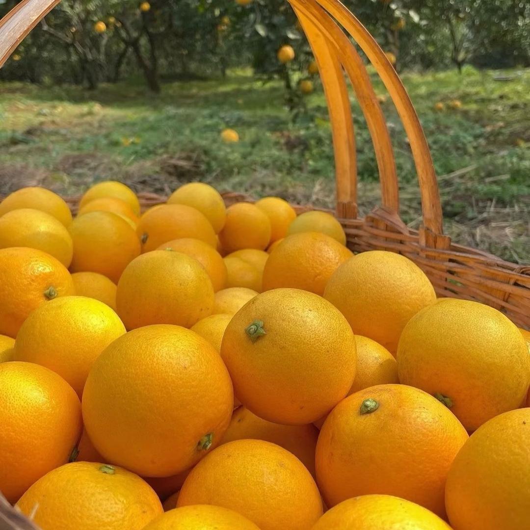 小玲永兴冰糖橙