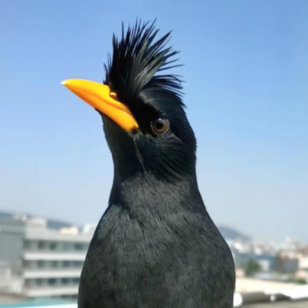 兴兴优品宠物一号