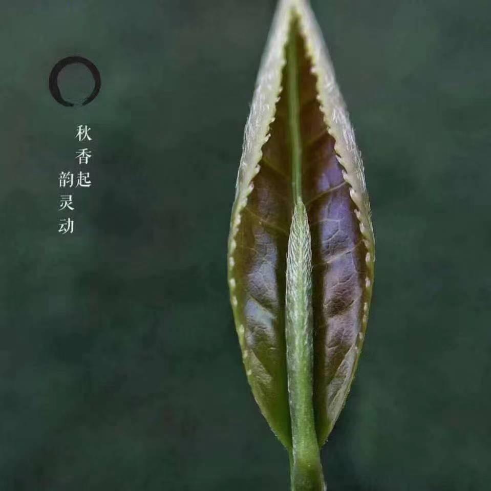 祥鸿茶叶