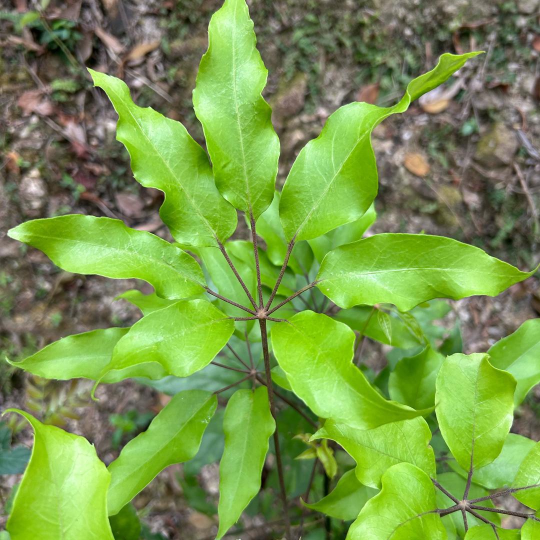 十指毛桃