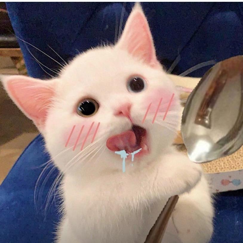 小白菟白又白🐰