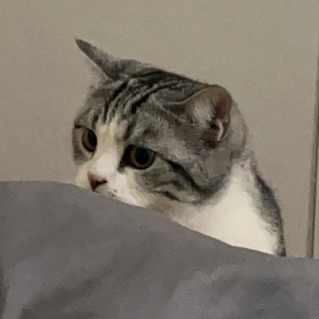 不会飞的Hao
