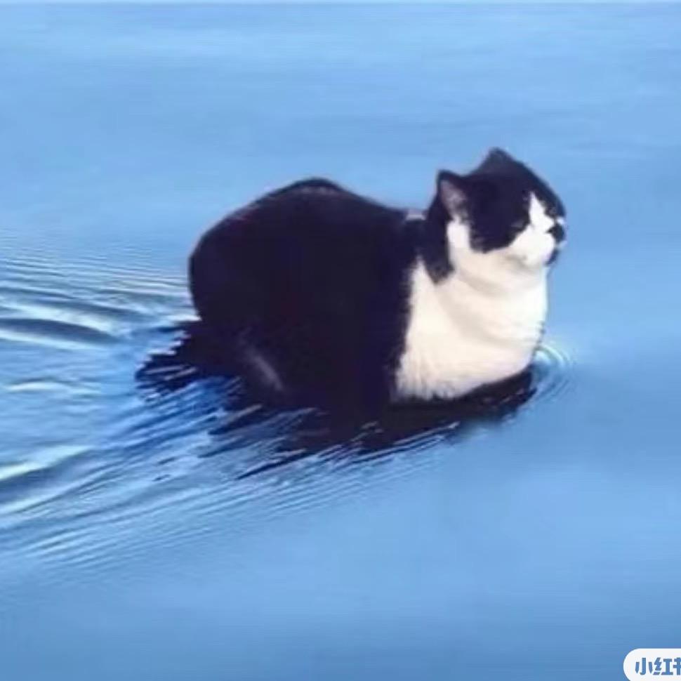 今天你吃油条了吗