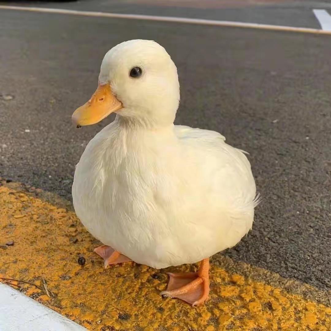 🙈biubiubiu