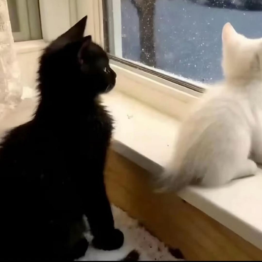 去码头整点薯条