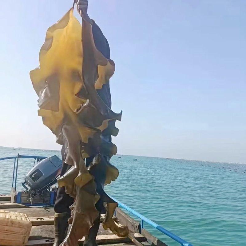龙哥海产品