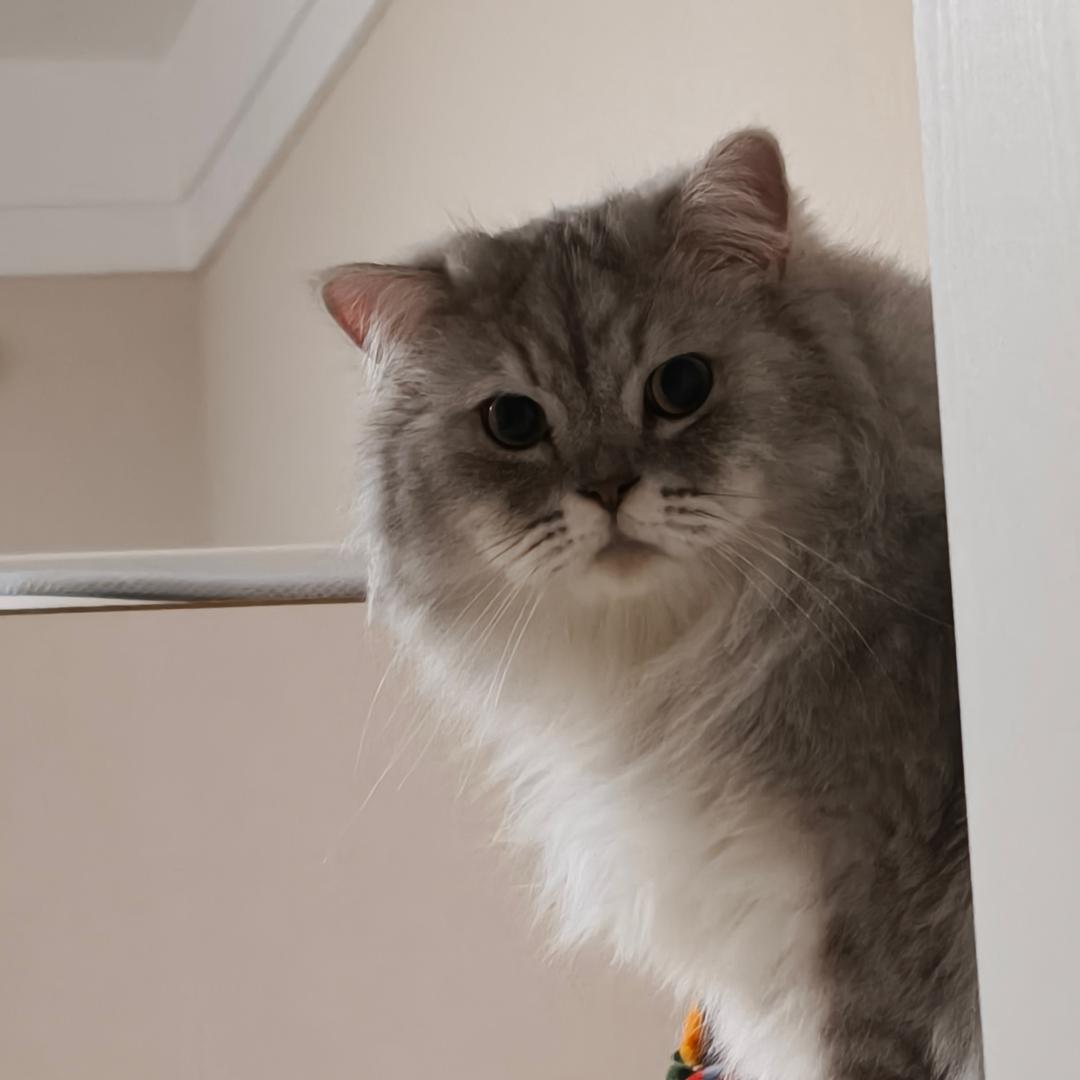 三猫行必有一坨蒲公英