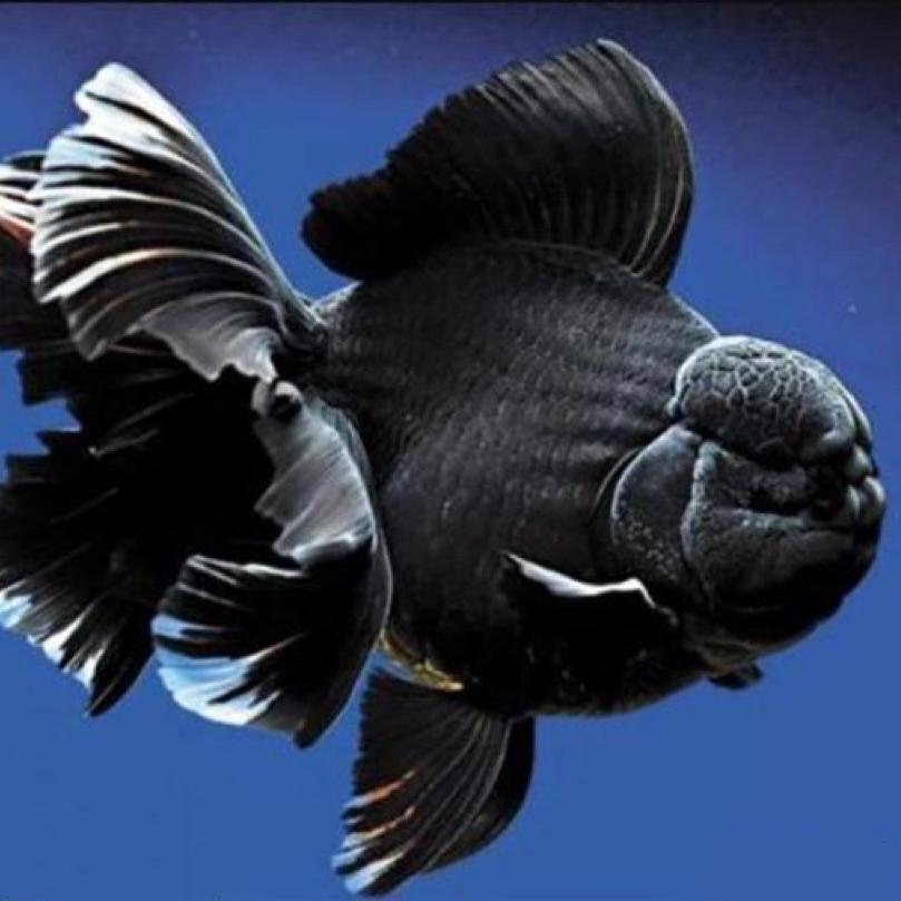 新绛鱼跃水产养殖场