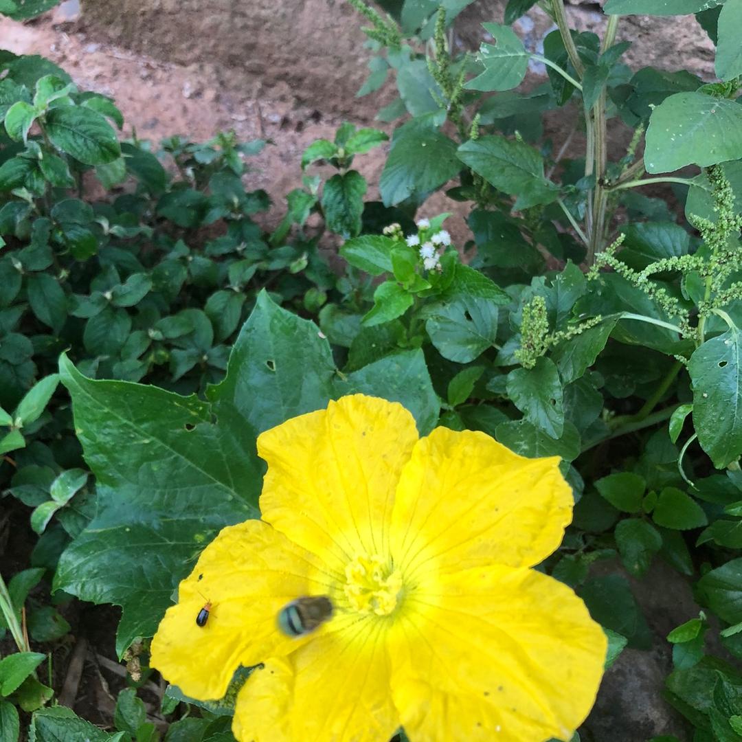 独占花魁