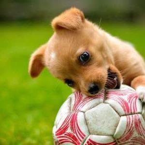 ⚽️足球迷妹