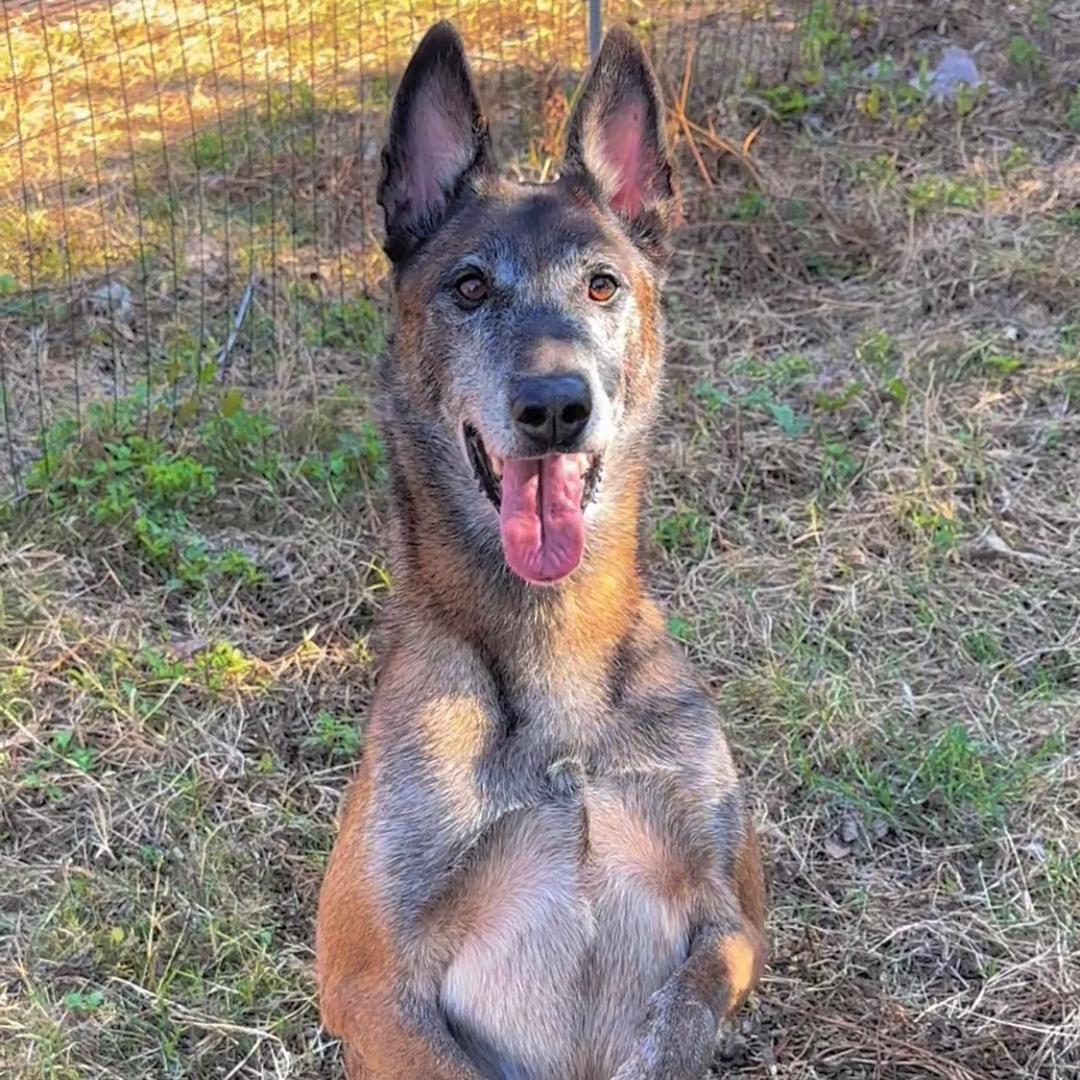 小董马犬俱乐部