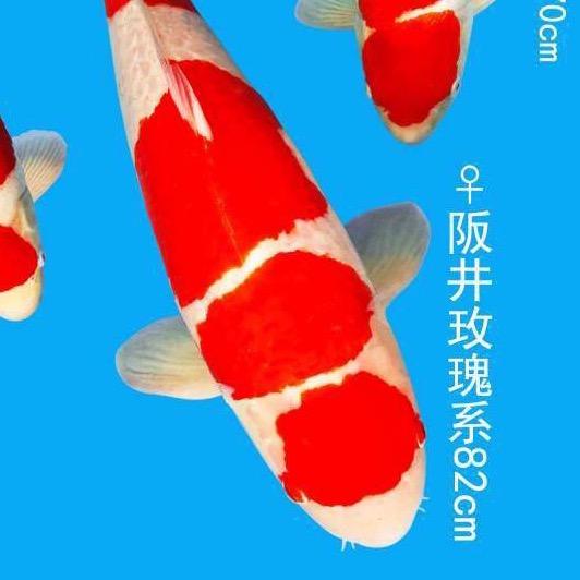 汪氏观赏鱼1