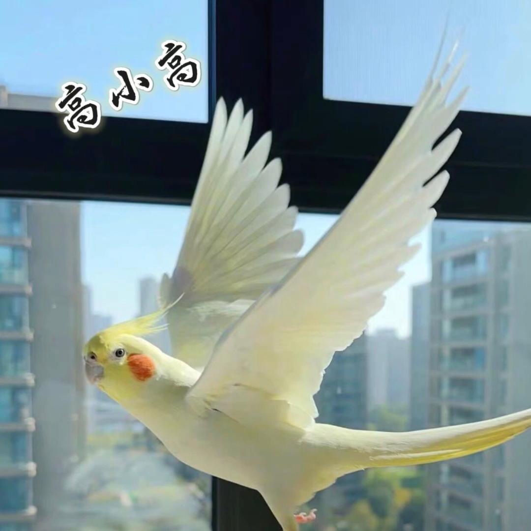 高小高手养鹦鹉