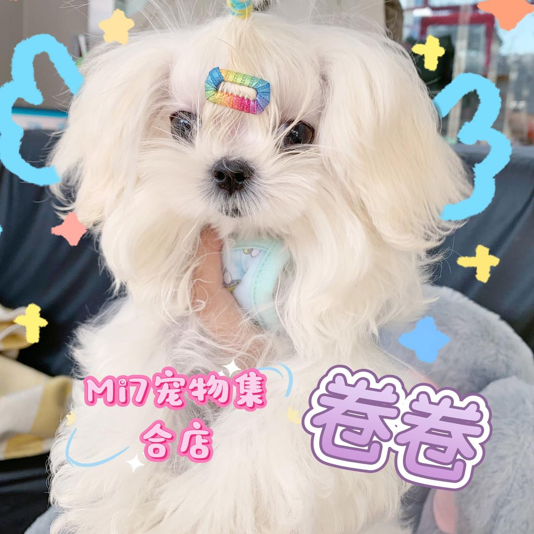 Mi7宠物集合店官方号