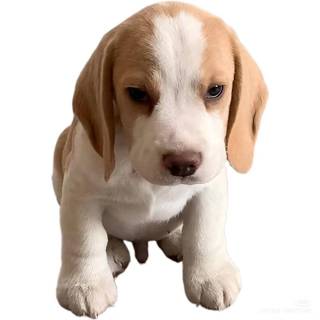 跑不动的文🦟