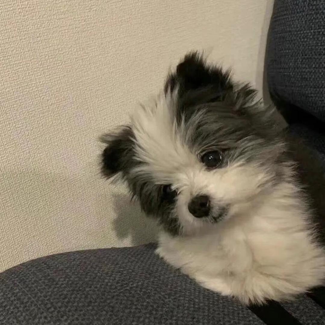 小鸡毛