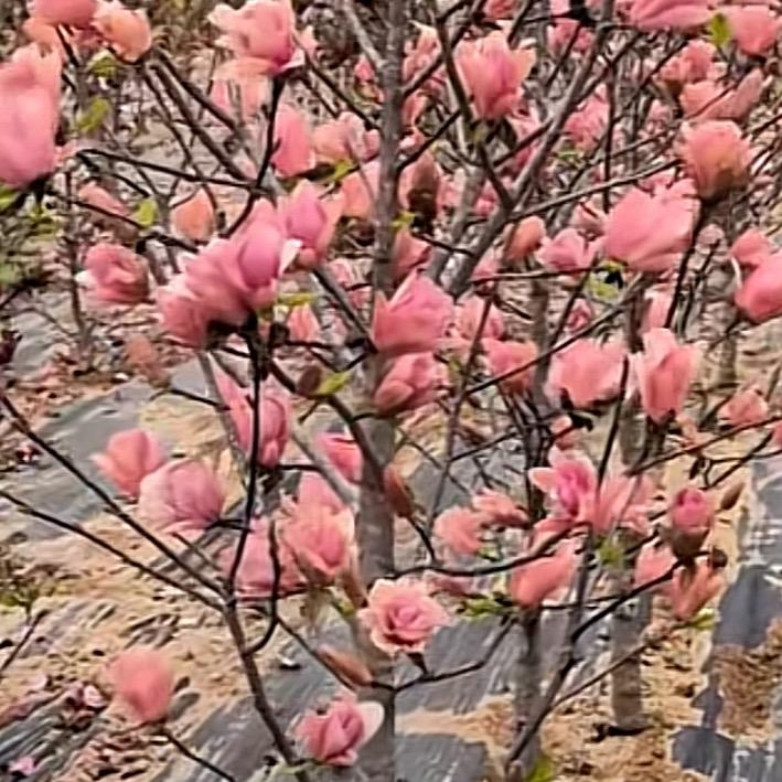 明媚花卉经营部