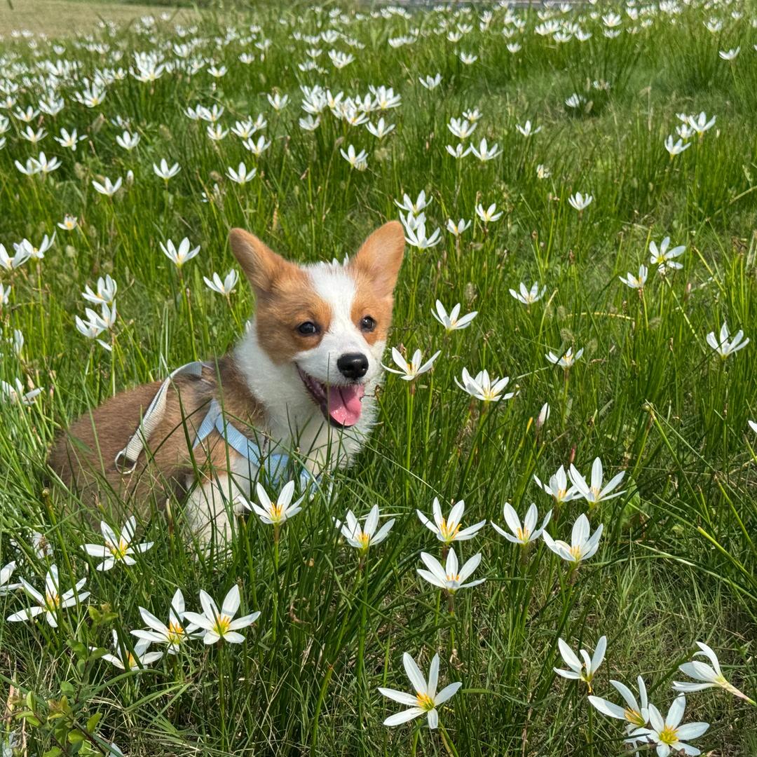 炸薯条