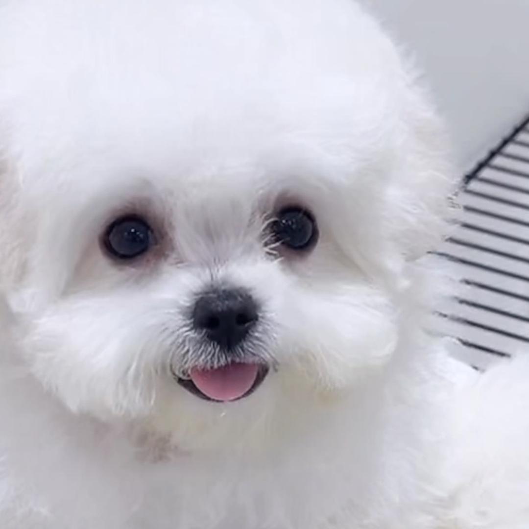 小比熊哈莉
