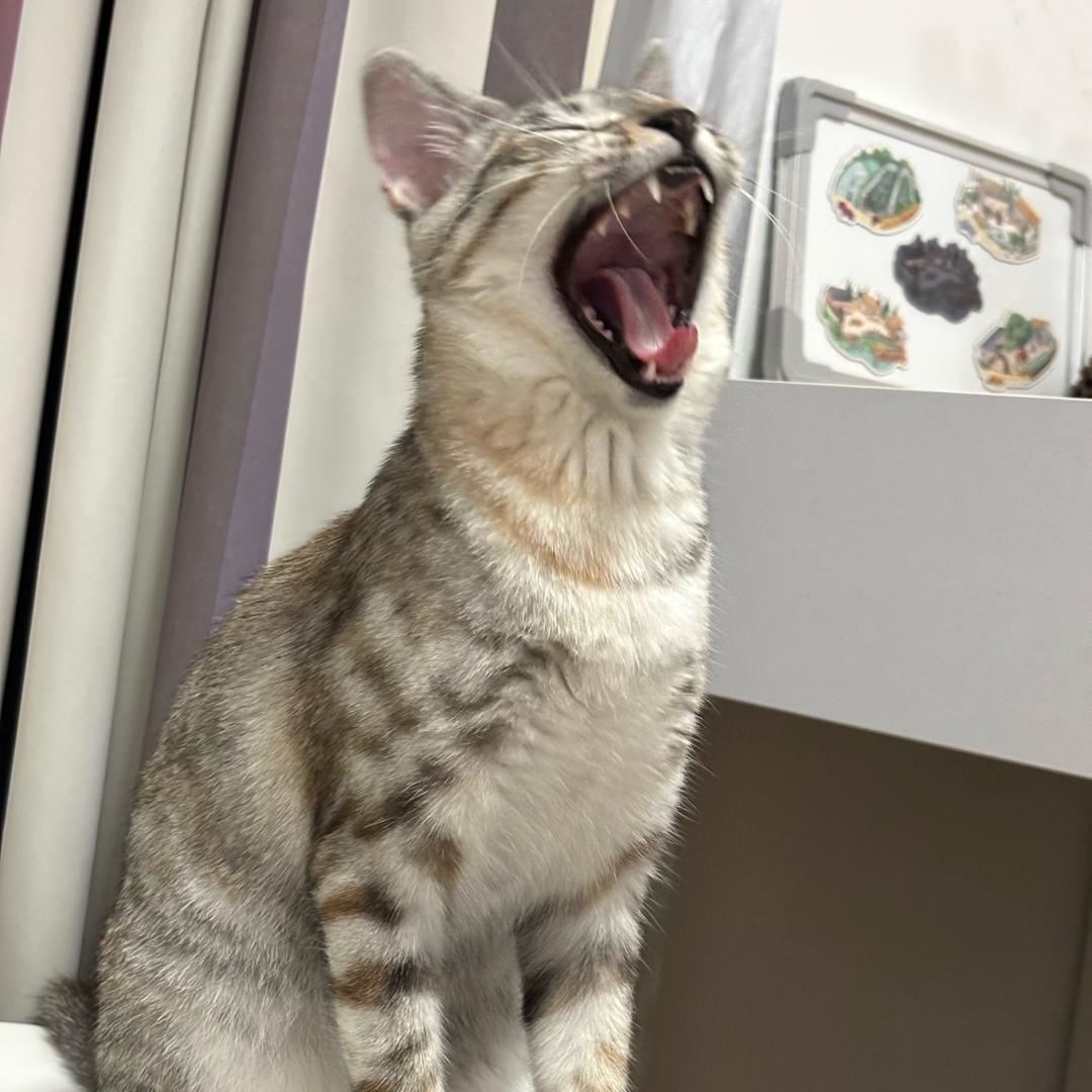 多宝妈