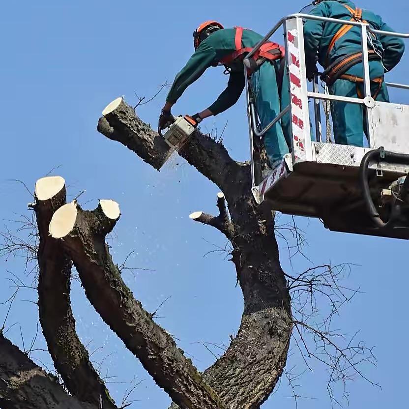 云南昆明周边专业树木修剪排危 砍树伐木