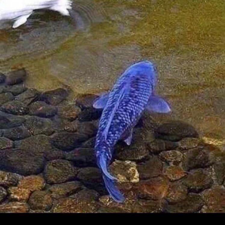 漂泊