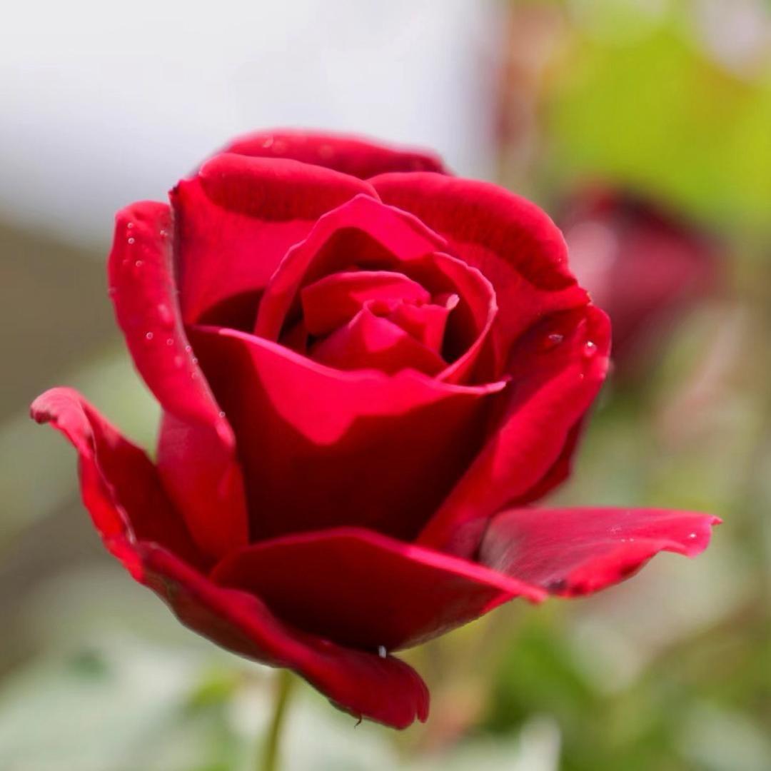 玫瑰植物养肤-椿盛