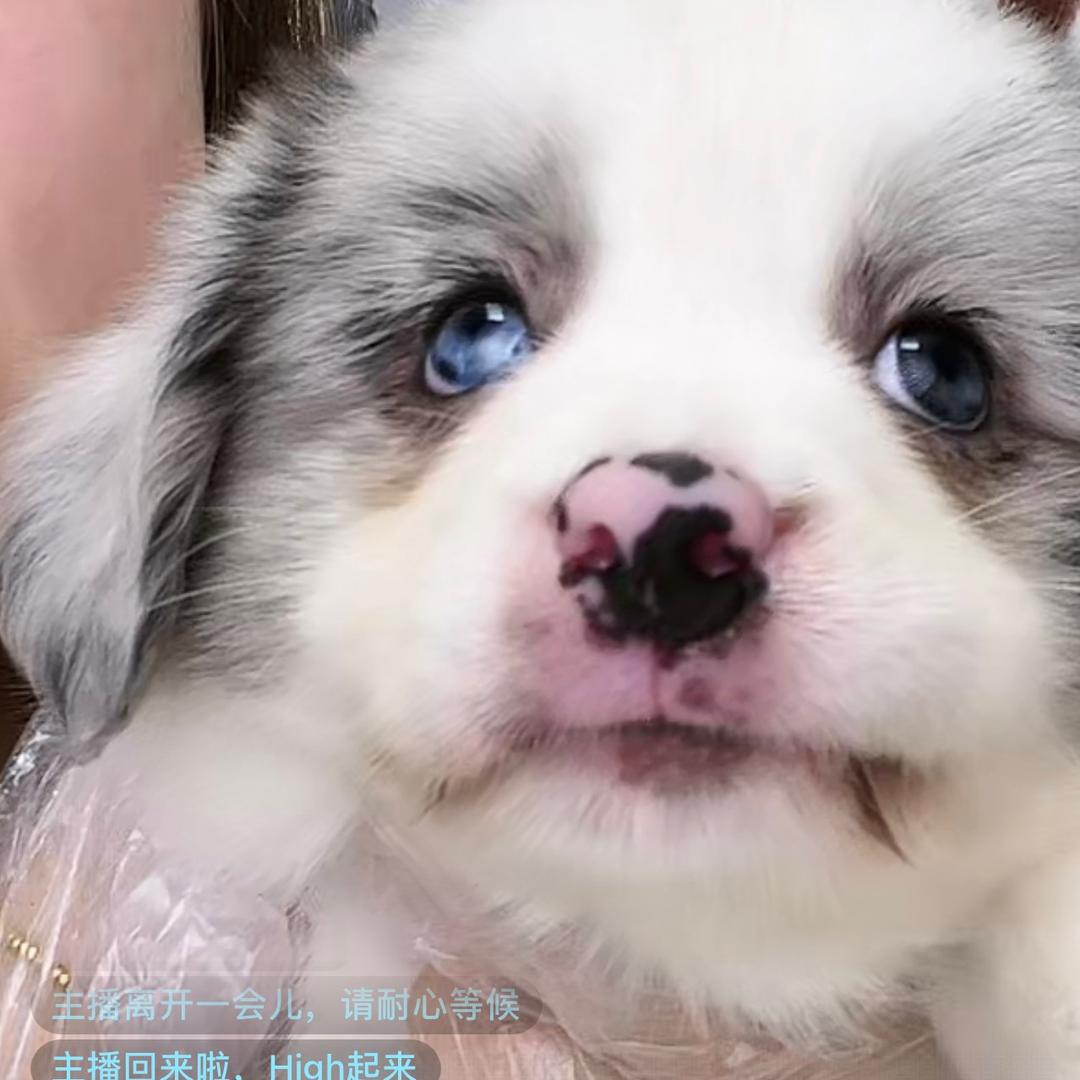 我是金条