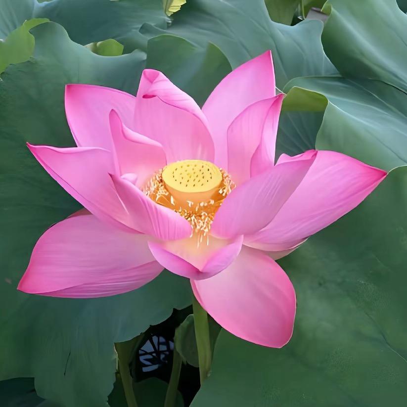 杨大姐