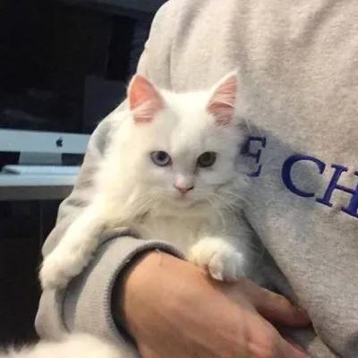 蜡笔新新