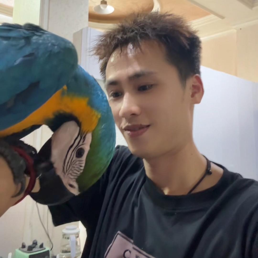 陈小哥的鹦鹉🦜（小太阳接预定）